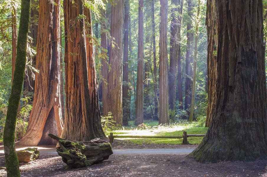 Armstrong Redwoods State Natural Reserve, California, USA
